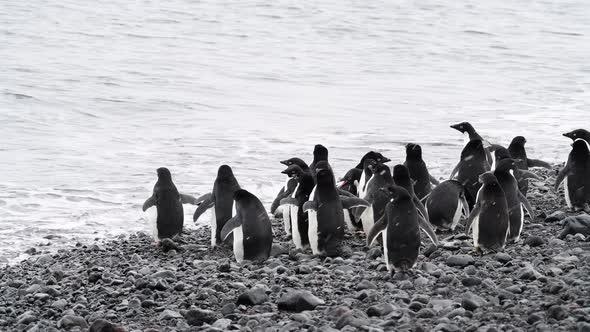 Adelie Penguins Walk Along Beach