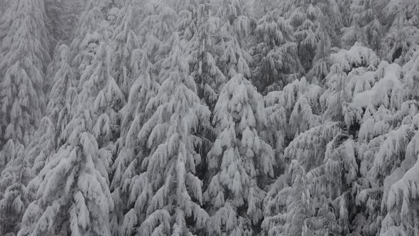 Evergreen Trees Covered in White Snow During a Snowy Winter Season Day alt