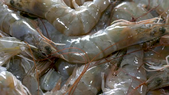 White Shrimps From Farms Are Transported To Cooling Tank