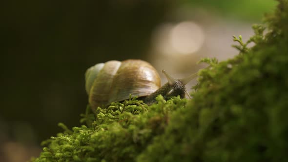 A Huge Grape Snail in the Forest Creeps on Moss