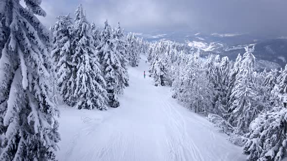 Aerial View of the Slope Between Pine Trees in Carpathian Mountains alt