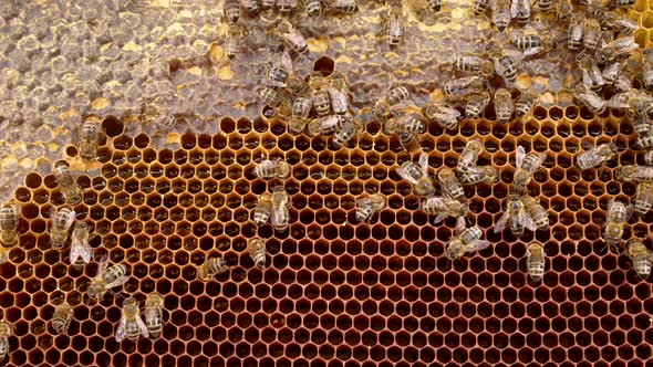 Beautiful Striped Domestic Bees Waving Wings Moving Making Organic Honey alt