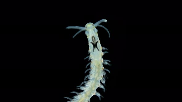 Worm Polychaeta Order Eunicida Under a Microscope, Stock Footage ...