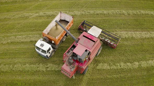 Harvester Spills Grain Into The Truck On The Field