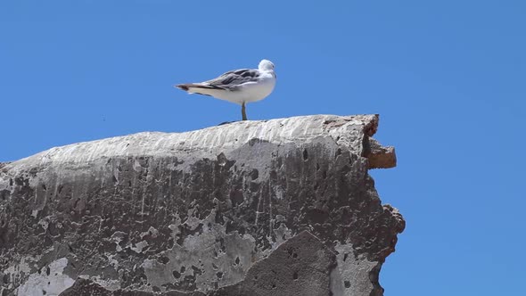 Seagulls of Essaouira, Morocco flying in the sky and sitting over a metal construction. alt