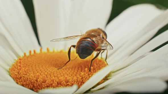 a Bee Collects Nectar on a Camomile alt