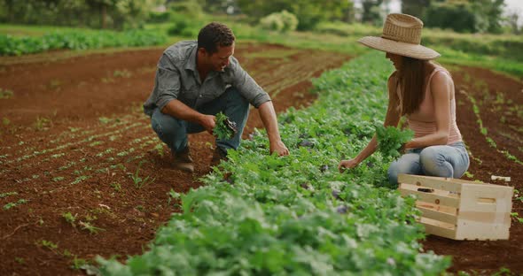 Grow organic! Happy couple farming together