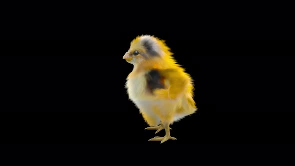 13 Baby Chicks Dancing 4K alt