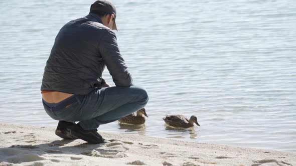 A Man Sits on the Shore of a Lake and Feeds Two Large Ducks