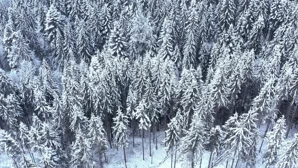 Winter Forest in the Mountains