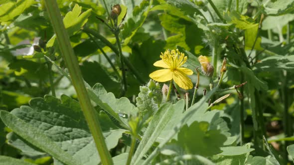 Flower bush of greater celandine shallow DOF 4K 2160p 30fps UltraHD footage - Close-up of yellow her alt