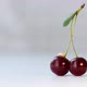 Little Worm and Cherry. - VideoHive Item for Sale