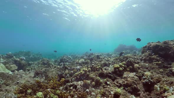 Coral Reef Tropical Fish alt