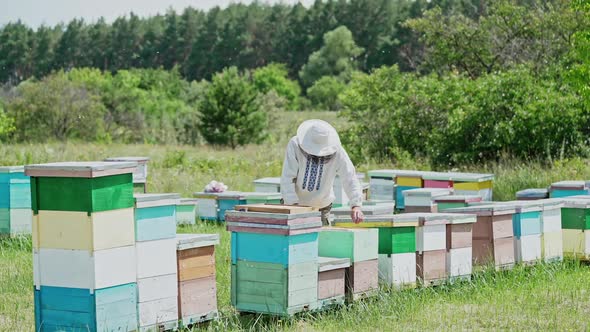 Beekeeper is working with bees and beehives on the apiary. Frames of a bee hive alt