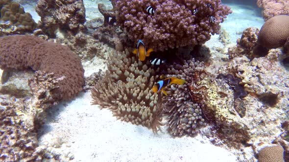 Orange Clownfish (Anemone Fish, Nemo) in Anemone soft coral.