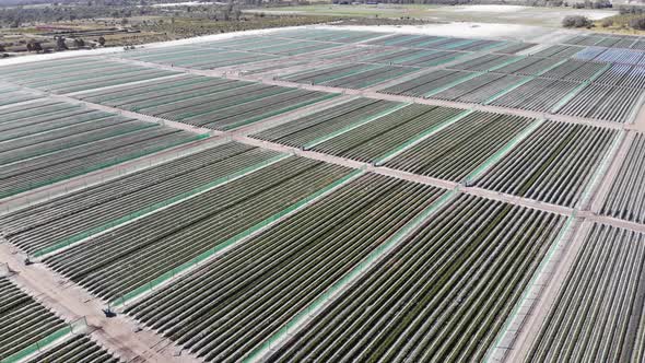 Aerial View of a Strawberry Farm in Australia