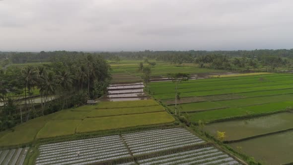 Rice Terraces and Agricultural Land in Indonesia alt