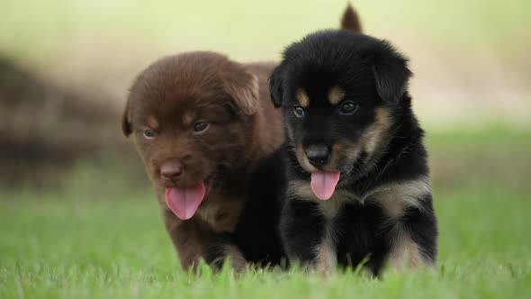 Cute Puppy baby dogs playing in the green park alt