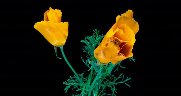 Blooming California Poppy Flowers. Eschscholzia Californica. Bright and Airy on a Black Background alt