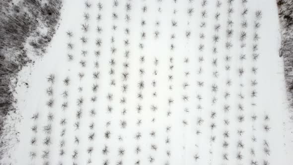 Drone Flight Over Fruit Trees Apple Plantation During Winter the Whole Field in the Snow a Young