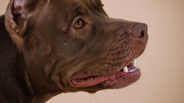 Profile Portrait of an American Pit Bull Terrier with Its Tongue Hanging Out alt