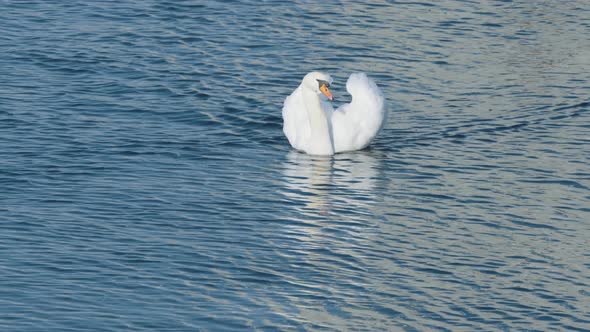 A single swan with aggressively raised wings swims from a distance towards the camera in calm waters alt