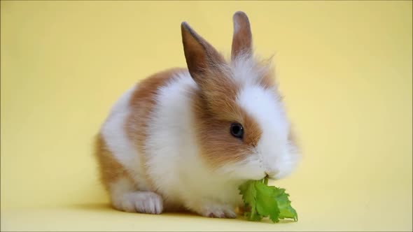 Rabbit eating green leaf