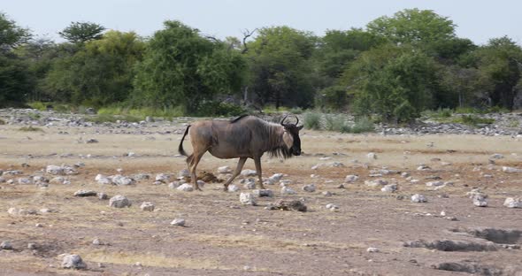 Blue Wildebeest Gnu, Namibia Africa wildlife safari alt