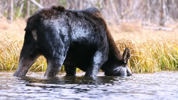 Cow moose wading through pond as it grazes alt