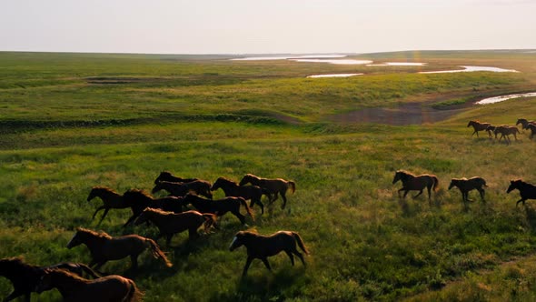 Wild Horses Running Wild Mustangs Run on the Beautiful Green Grass Dust From Under the Hooves alt