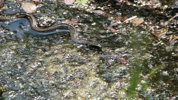 Snake in Swamp Thickets and Water Algae Closeup Serpent in River alt