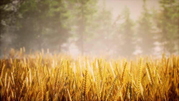 Scene of Sunset or Sunrise on the Field with Young Rye or Wheat in the Summer alt