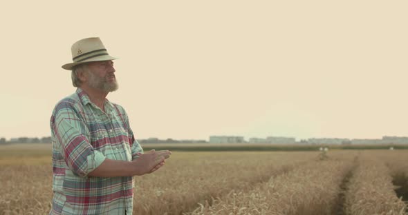 Farmer Peels a Spit of Ripe Wheat and Pours From Hand To Hand Among the Field alt