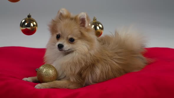 A Playful Pomeranian Pygmy Spitz Lies on a Red Blanket and Plays with a Christmas Tree Ball alt