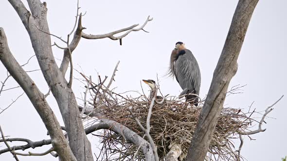 Great Blue Heron nest with adult and chick in it alt