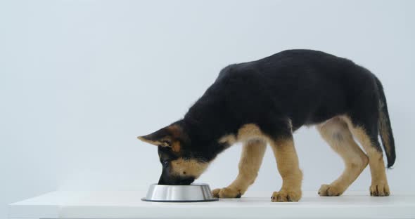 Nice Little Dog Shepherd Quenching Thirst Clean Water alt