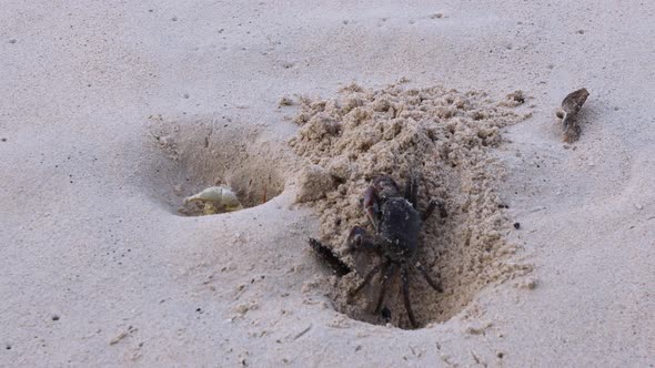 Crab On The Beach alt