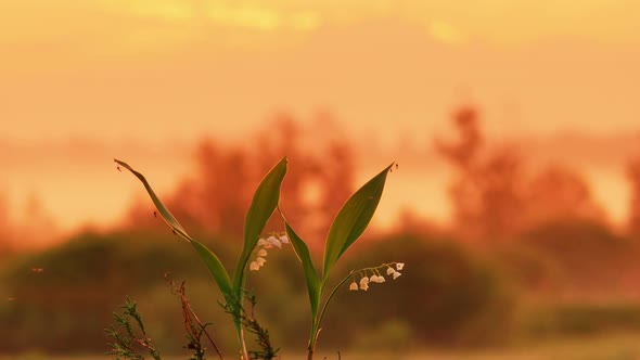 Lily Of Valley On Sunrise Background