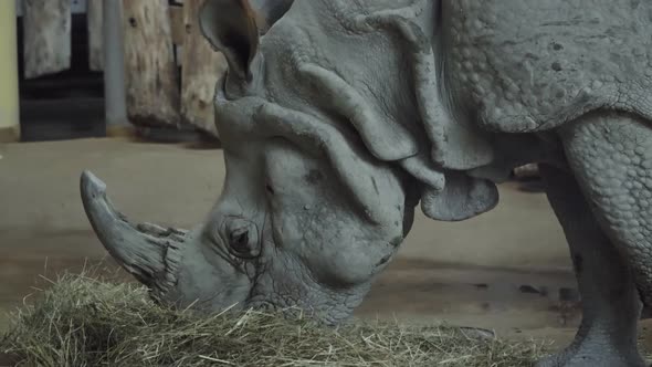Head of a Rhino Up Close. the Rhinoceros in Captivity