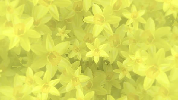 Beautiful Springtime Yellow Daffodils Floral Background alt