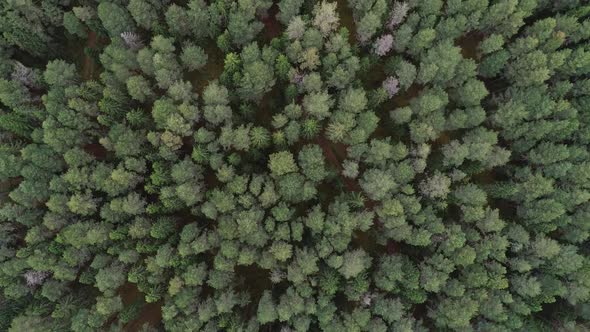 The Drone Flies Over the Forest