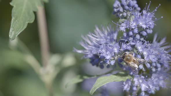 Honey Bees on Flower in Wind Slow Motion