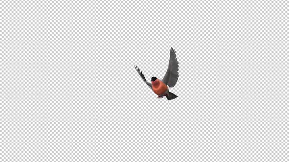 Bullfinch Bird - Flying Over Screen - II