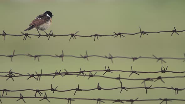 Bird Saxicola Closeup alt