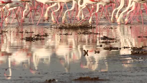 Flock of Flamingos at a Lake