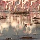 Flock of Flamingos at a Lake - VideoHive Item for Sale