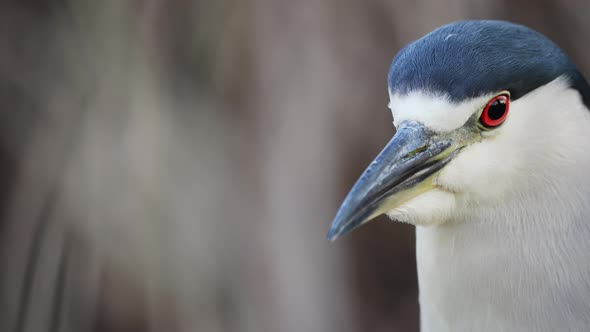 Pretty Nycticorax Nycticorax Heron in wilderness turning head in slow motion - macro close up alt