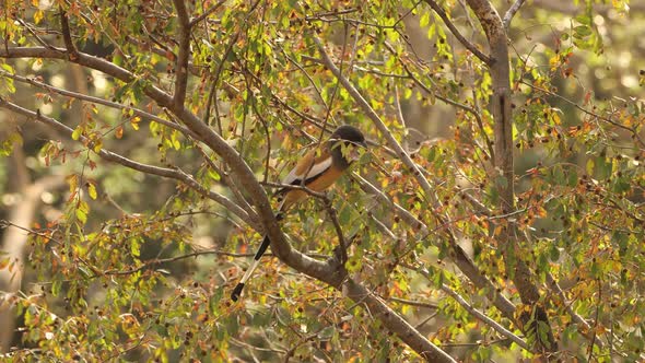 Rufous Treepie Dendrocitta Vagabunda Is a Treepie, Native To the Indian Subcontinent alt