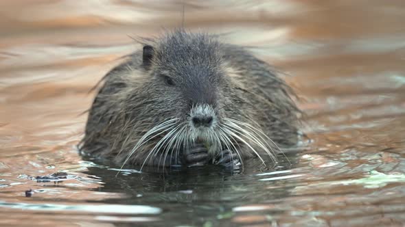 Single Nutria Coypu (Myocastor coypus), Long Whiskers Eating In Shallow Water alt