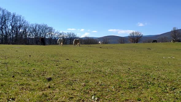 Wide shot of the countryside on a sunny day. There is a wide grass field with mountains at the back. alt
